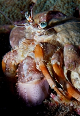 Birmanie - Mergui - 2018 - DSC02922 - Anemone Hermit crab - Bernard l ermite des anemones - Dardanus pedunculatus